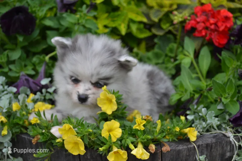 Wynter – Pomeranian puppy for sale in Greenwood, WI