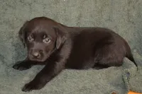 Alex, a male Labrador Retriever for sale in Greenwood, WI – 2 of 2