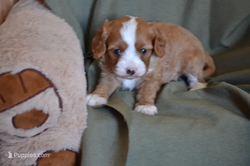 Bubbles – Cavapoo puppy for sale in Greenwood, WI