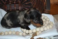 Smokey, a male Dachshund for sale in Greenwood, WI – 2 of 8