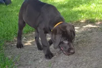 Layna, a female Labrador Retriever for sale in Greenwood, WI – 2 of 5