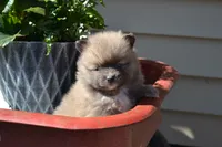 Western, a male Pomeranian for sale in Greenwood, WI – 6 of 8