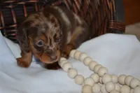 Sage, a female Dachshund for sale in Greenwood, WI – 1 of 8