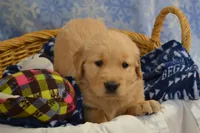 Max, a male Golden Retriever for sale in Greenwood, WI – Photo 4 of 6