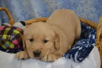 Max, a male Golden Retriever for sale in Greenwood, WI – Photo 2 of 6