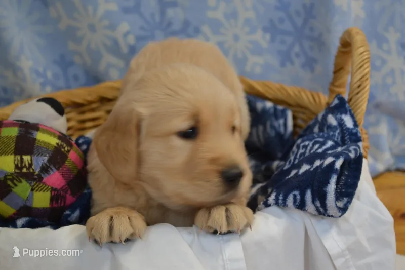 Max – Golden Retriever puppy for sale in Greenwood, WI