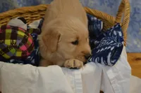 Max, a male Golden Retriever for sale in Greenwood, WI – Photo 3 of 6