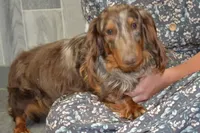 Smokey, a male Dachshund for sale in Greenwood, WI – 8 of 8