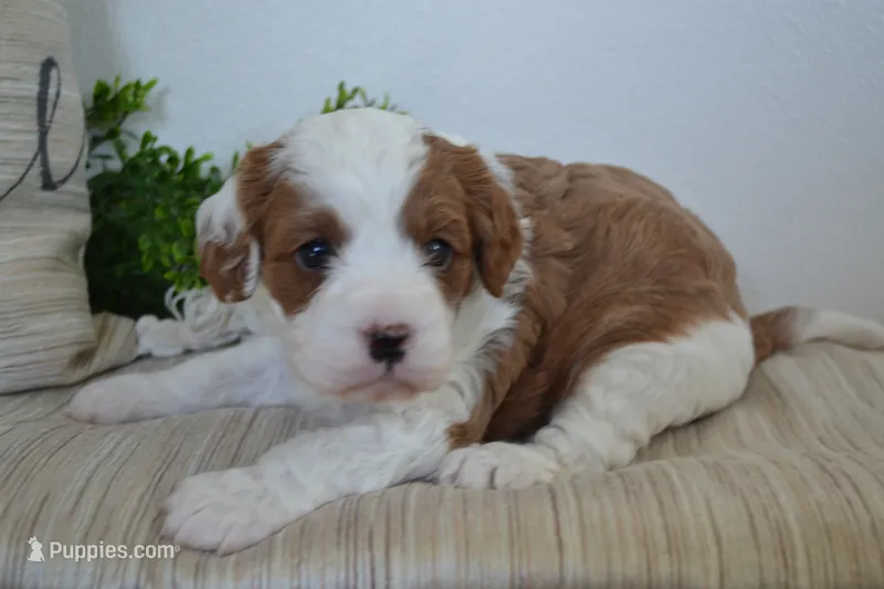 Patches – Cavapoo puppy for sale in Greenwood, WI
