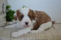 Patches, a male Cavapoo for sale in Greenwood, WI – 1 of 6