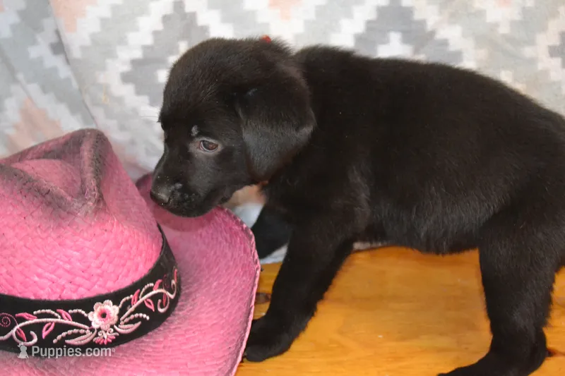 Gwenda – Labrador Retriever puppy for sale in Greenwood, WI
