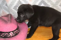 Gwenda, a female Labrador Retriever for sale in Greenwood, WI – 1 of 3