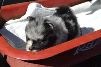Willow, a female Pomeranian for sale in Greenwood, WI – 3 of 8