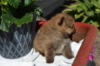 Winx, a male Pomeranian for sale in Greenwood, WI – 6 of 8