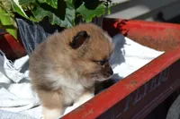 Warrior, a male Pomeranian for sale in Greenwood, WI – 3 of 8