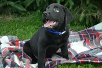 Juniper, a female Labrador Retriever for sale in Greenwood, WI – 4 of 4
