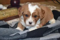 Kenny, a male Cavapoo for sale in Greenwood, WI – 3 of 6