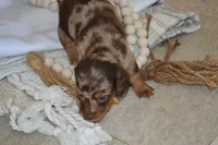 Sugar, a female Dachshund for sale in Greenwood, WI – 6 of 8