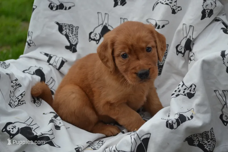 Glory – Golden Retriever puppy for sale in Greenwood, WI