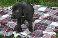 Kate, a female Labrador Retriever for sale in Greenwood, WI – 1 of 4