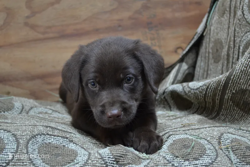 Lincoln – Labrador Retriever puppy for sale in Greenwood, WI
