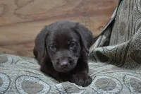 Lincoln, a male Labrador Retriever for sale in Greenwood, WI – 1 of 4