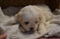 Higgins, a male Mal Shi for sale in Greenwood, WI – Photo 5 of 5