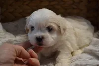 Higgins, a male Mal Shi for sale in Greenwood, WI – Photo 1 of 5