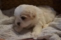 Higgins, a male Mal Shi for sale in Greenwood, WI – Photo 4 of 5