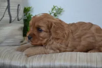 Peanuts, a male Cavapoo for sale in Greenwood, WI – 3 of 5