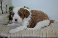 Patches, a male Cavapoo for sale in Greenwood, WI – 5 of 6