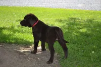 Lola, a female Labrador Retriever for sale in Greenwood, WI – 2 of 6