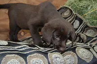 Layna, a female Labrador Retriever for sale in Greenwood, WI – 4 of 4