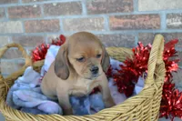 Rita, a female Puggle for sale in Greenwood, WI – Photo 2 of 5