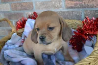 Rita, a female Puggle for sale in Greenwood, WI – Photo 3 of 5