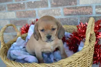 Rita, a female Puggle for sale in Greenwood, WI – Photo 1 of 5