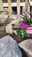 Western, a male Pomeranian for sale in Greenwood, WI – 4 of 5