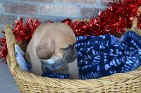 Nack, a male Jack Russell Terrier and Pug for sale in Greenwood, WI – Photo 8 of 8