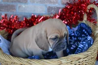 Nack, a male Jack Russell Terrier and Pug for sale in Greenwood, WI – Photo 2 of 8