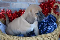 Nack, a male Jack Russell Terrier and Pug for sale in Greenwood, WI – Photo 1 of 8