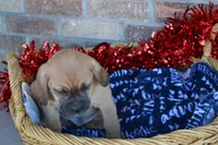 Nack, a male Jack Russell Terrier and Pug for sale in Greenwood, WI – Photo 5 of 8