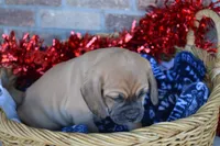 Nack, a male Jack Russell Terrier and Pug for sale in Greenwood, WI – Photo 4 of 8