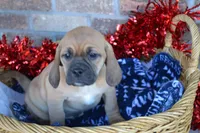 Nack, a male Jack Russell Terrier and Pug for sale in Greenwood, WI – Photo 6 of 8