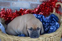 Nack, a male Jack Russell Terrier and Pug for sale in Greenwood, WI – Photo 3 of 8