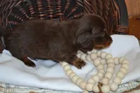 Snoopy, a male Dachshund for sale in Greenwood, WI – 6 of 8