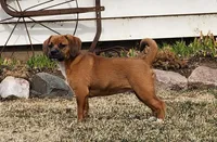 Zack, a male Puggle for sale in Greenwood, WI – Photo 4 of 8