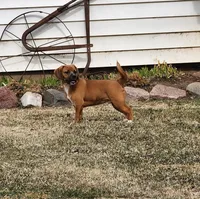 Zack, a male Puggle for sale in Greenwood, WI – Photo 2 of 8