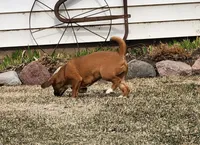 Zack, a male Puggle for sale in Greenwood, WI – Photo 5 of 8
