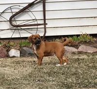 Zack, a male Puggle for sale in Greenwood, WI – Photo 3 of 8