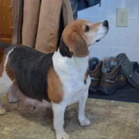 Zack, a male Puggle for sale in Greenwood, WI – Photo 7 of 8